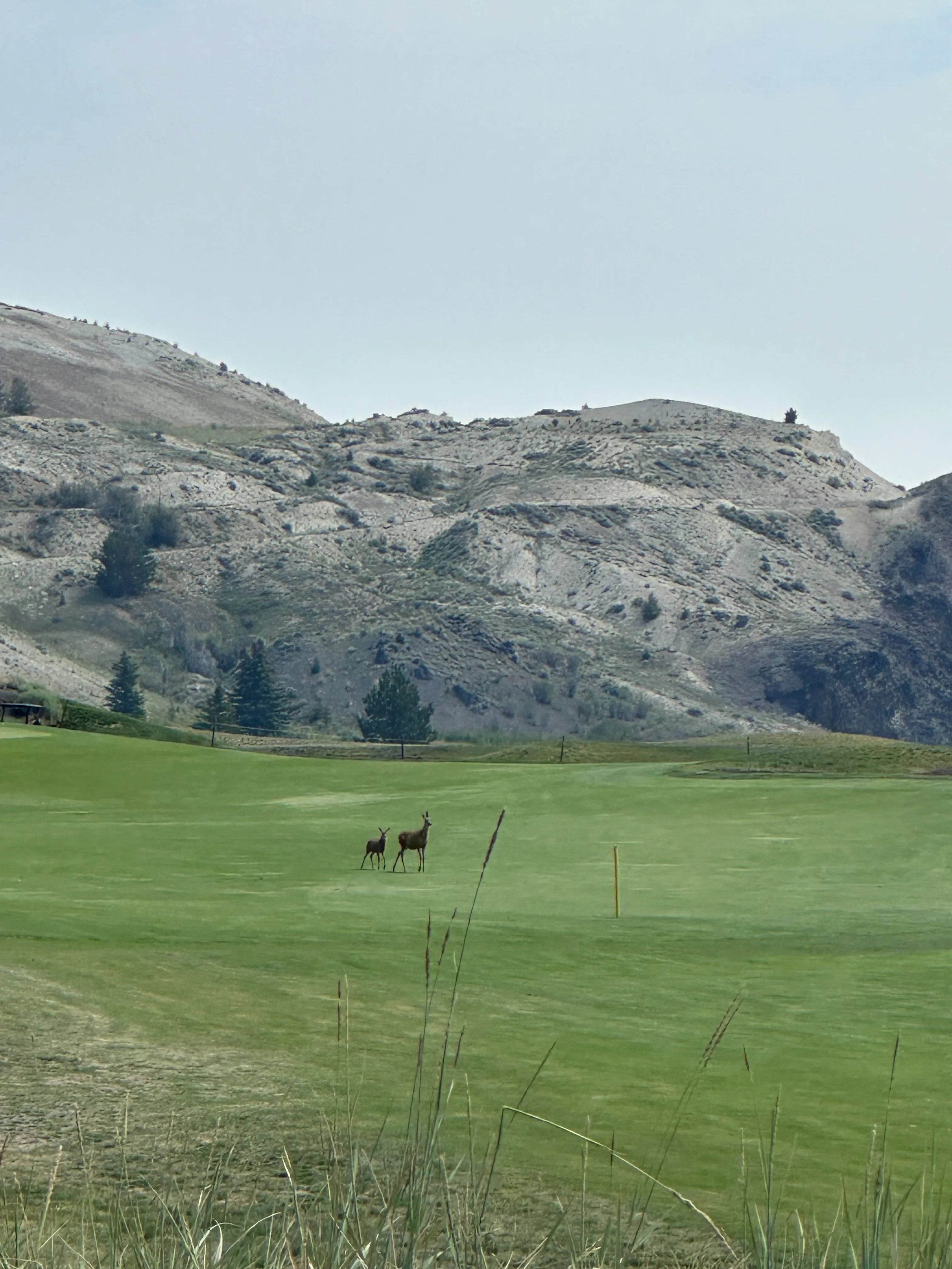 Two deer on the golf course beneath rocky hills.